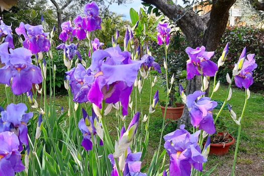 Hotel-Chiara-Sirmione